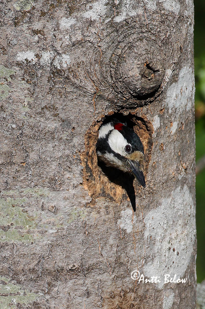 Avainsanat: Pikkujoutsen Cigne petit Pibesvane Kleine zwaan Tundra Swan Väikeluik Cygne de Bewick Zwergschwan Kis hattyú Dvergsvanur Dvergsvane Cisne-pequeno Cygnus columbianus Cisne Chico Mindre sångsvan Tundrasvan