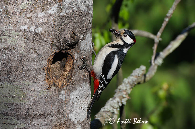 Avainsanat: Pikkujoutsen Cigne petit Pibesvane Kleine zwaan Tundra Swan Väikeluik Cygne de Bewick Zwergschwan Kis hattyú Dvergsvanur Dvergsvane Cisne-pequeno Cygnus columbianus Cisne Chico Mindre sångsvan Tundrasvan