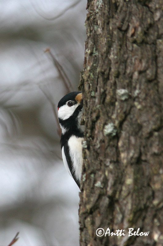 Avainsanat: Picot garser gros Stor flagspætte Grote bonte specht Great Spotted Woodpecker Suur-kirjurähn Käpytikka Pic épeiche Buntspecht Nagy fakopáncs Barrspæta Picchio rosso maggiore Flaggspett Pica-pau-malhado-grande Dendrocopos major Pico Picapinos Större