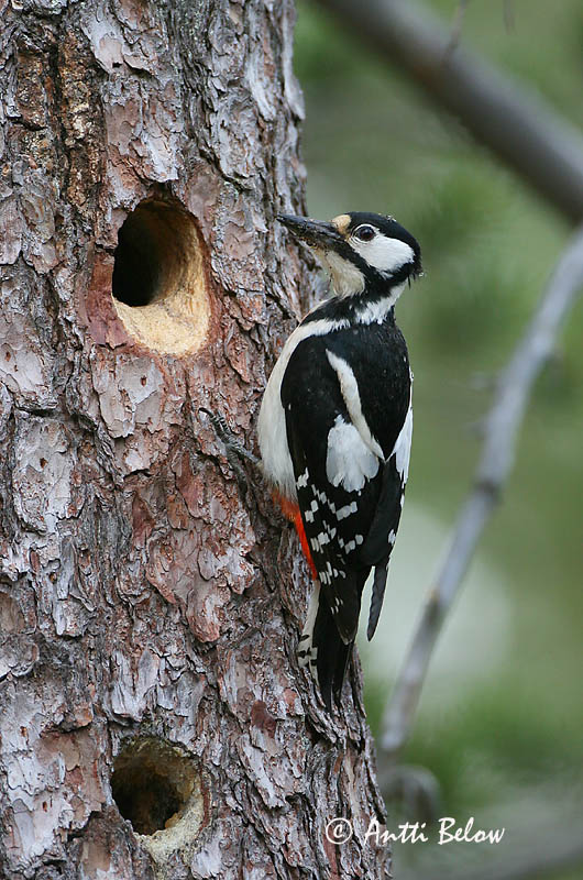 Avainsanat: Pikkujoutsen Cigne petit Pibesvane Kleine zwaan Tundra Swan Väikeluik Cygne de Bewick Zwergschwan Kis hattyú Dvergsvanur Dvergsvane Cisne-pequeno Cygnus columbianus Cisne Chico Mindre sångsvan Tundrasvan