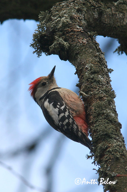 Avainsanat: Picot garser mitjà Mellemflagspætte Middelste bonte specht Middle Spotted Woodpecker Tamme-kirjurähn Pic mar Mittelspecht Közep fakopáncs Fauskspæta Picchio rosso mezzano Mellomspett Pica-pau-mediano Dendrocopos medius Pico Mediano Mellanspett