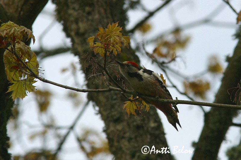 Avainsanat: Picot garser mitjà Mellemflagspætte Middelste bonte specht Middle Spotted Woodpecker Tamme-kirjurähn Pic mar Mittelspecht Közep fakopáncs Fauskspæta Picchio rosso mezzano Mellomspett Pica-pau-mediano Dendrocopos medius Pico Mediano Mellanspett