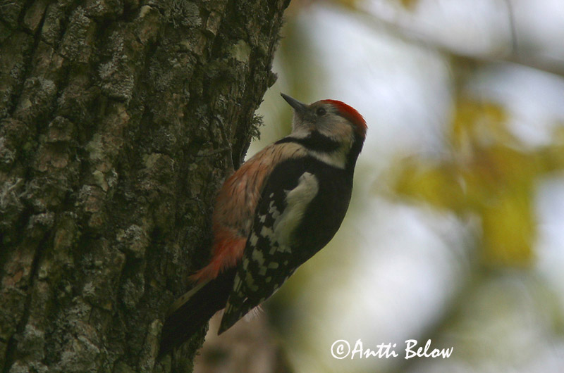 Avainsanat: Picot garser mitjà Mellemflagspætte Middelste bonte specht Middle Spotted Woodpecker Tamme-kirjurähn Pic mar Mittelspecht Közep fakopáncs Fauskspæta Picchio rosso mezzano Mellomspett Pica-pau-mediano Dendrocopos medius Pico Mediano Mellanspett