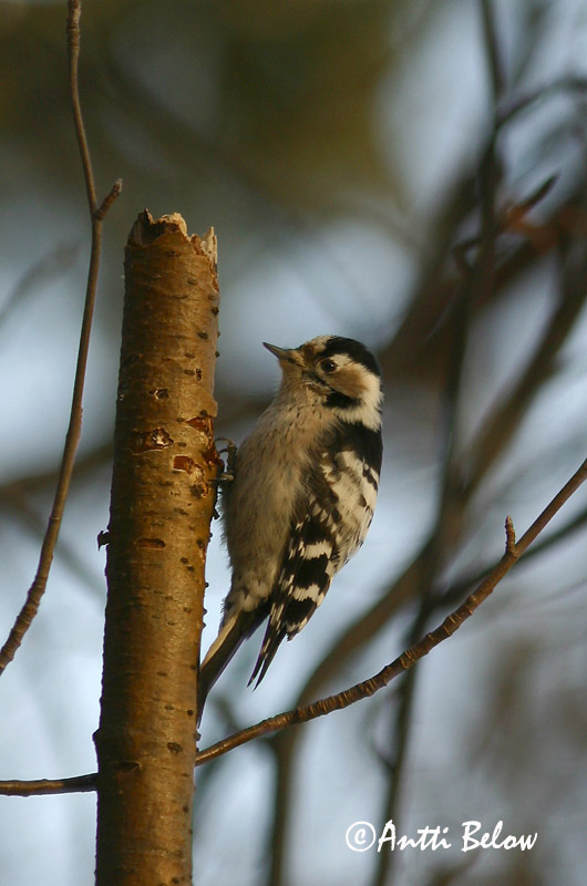 Avainsanat: Picot garser petit Lille flagspætte Kleine bonte specht Lesser Spotted Woodpecker Väike-kirjurähn Pikkutikka Pic épeichette Kleinspecht Kis fakopáncs Stubbspæta Picchio rosso minore Dvergspett Pica-pau-malhado-pequeno Dendrocopos minor Pico Menor Mi
