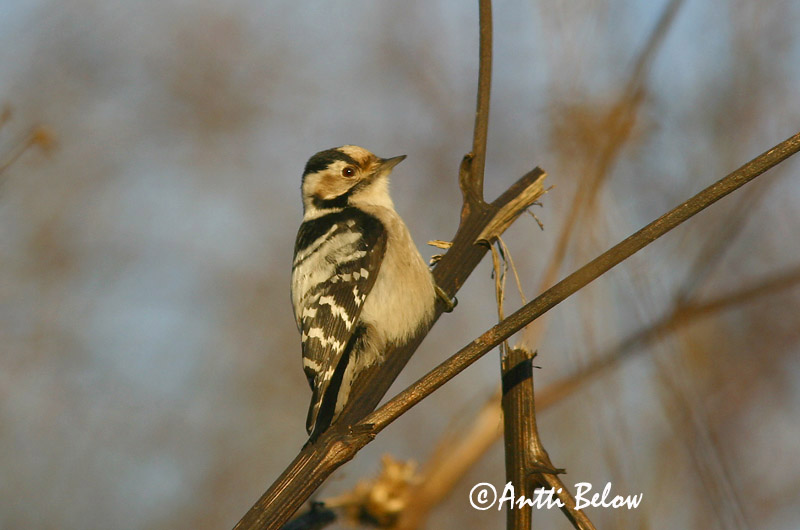 Avainsanat: Picot garser petit Lille flagspætte Kleine bonte specht Lesser Spotted Woodpecker Väike-kirjurähn Pikkutikka Pic épeichette Kleinspecht Kis fakopáncs Stubbspæta Picchio rosso minore Dvergspett Pica-pau-malhado-pequeno Dendrocopos minor Pico Menor Mi