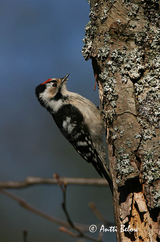 Avainsanat: Picot garser petit Lille flagspætte Kleine bonte specht Lesser Spotted Woodpecker Väike-kirjurähn Pikkutikka Pic épeichette Kleinspecht Kis fakopáncs Stubbspæta Picchio rosso minore Dvergspett Pica-pau-malhado-pequeno Dendrocopos minor Pico Menor Mi