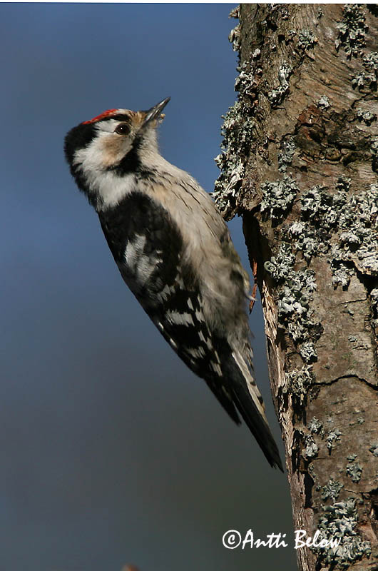 Avainsanat: Picot garser petit Lille flagspætte Kleine bonte specht Lesser Spotted Woodpecker Väike-kirjurähn Pikkutikka Pic épeichette Kleinspecht Kis fakopáncs Stubbspæta Picchio rosso minore Dvergspett Pica-pau-malhado-pequeno Dendrocopos minor Pico Menor Mi
