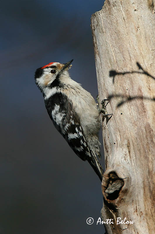 Avainsanat: Picot garser petit Lille flagspætte Kleine bonte specht Lesser Spotted Woodpecker Väike-kirjurähn Pikkutikka Pic épeichette Kleinspecht Kis fakopáncs Stubbspæta Picchio rosso minore Dvergspett Pica-pau-malhado-pequeno Dendrocopos minor Pico Menor Mi