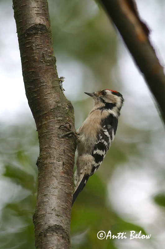 Avainsanat: Picot garser petit Lille flagspætte Kleine bonte specht Lesser Spotted Woodpecker Väike-kirjurähn Pikkutikka Pic épeichette Kleinspecht Kis fakopáncs Stubbspæta Picchio rosso minore Dvergspett Pica-pau-malhado-pequeno Dendrocopos minor Pico Menor Mi