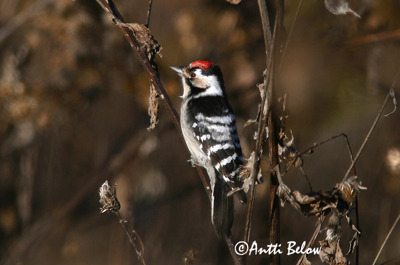 Avainsanat: Picot garser petit Lille flagspætte Kleine bonte specht Lesser Spotted Woodpecker Väike-kirjurähn Pikkutikka Pic épeichette Kleinspecht Kis fakopáncs Stubbspæta Picchio rosso minore Dvergspett Pica-pau-malhado-pequeno Dendrocopos minor Pico Menor Mi
