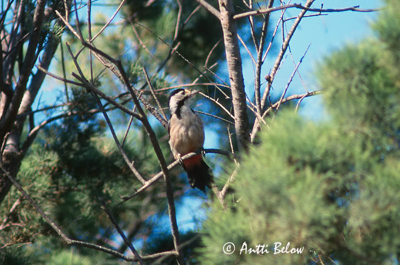 Avainsanat: Syrische bonte specht Syrian Woodpecker Syyriantikka Pic syriaque Blutspecht Picchio rosso di Siria Syriaspett Dendrocopos syriacus Pico Sirio Balkanspett