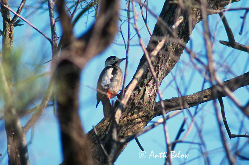 Avainsanat: Syrische bonte specht Syrian Woodpecker Syyriantikka Pic syriaque Blutspecht Picchio rosso di Siria Syriaspett Dendrocopos syriacus Pico Sirio Balkanspett