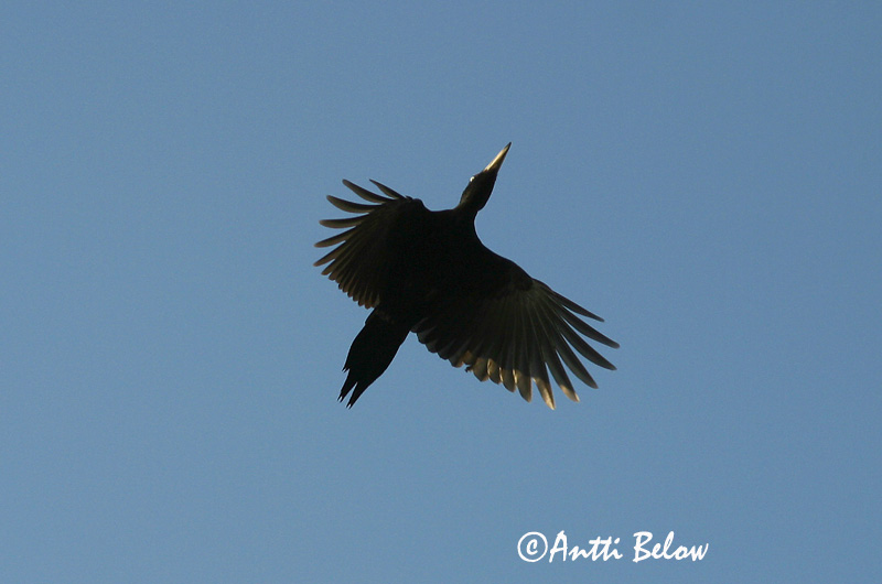 Avainsanat: Picot negre Sortspætte Zwarte specht Black Woodpecker Musträhn Palokärki Pic noir Schwarzspecht Fekete harkály Svartspæta Picchio nero Svartspett Peto-preto Dryocopus martiusPito Negro Spillkråka