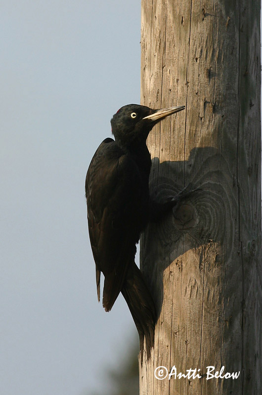 Avainsanat: Picot negre Sortspætte Zwarte specht Black Woodpecker Musträhn Palokärki Pic noir Schwarzspecht Fekete harkály Svartspæta Picchio nero Svartspett Peto-preto Dryocopus martiusPito Negro Spillkråka