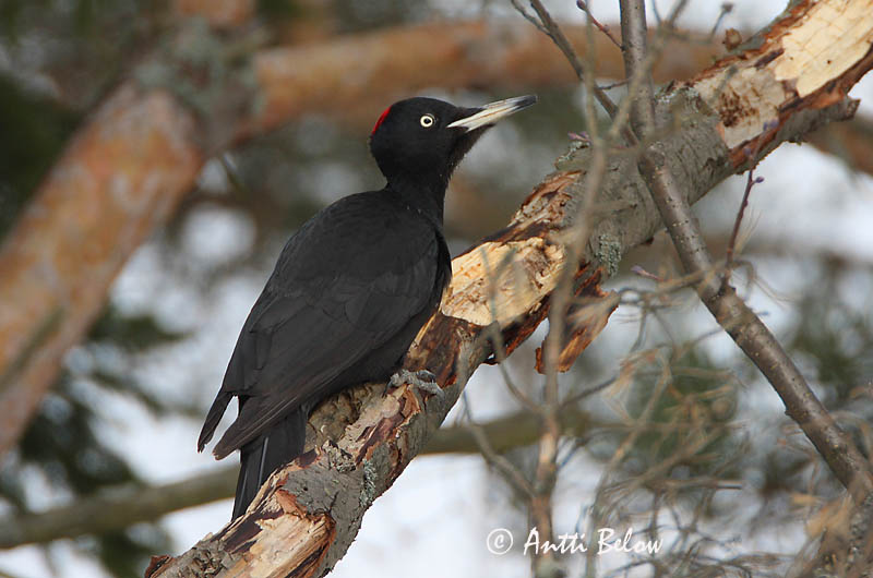 Avainsanat: Picot negre Sortspætte Zwarte specht Black Woodpecker Musträhn Palokärki Pic noir Schwarzspecht Fekete harkály Svartspæta Picchio nero Svartspett Peto-preto Dryocopus martiusPito Negro Spillkråka