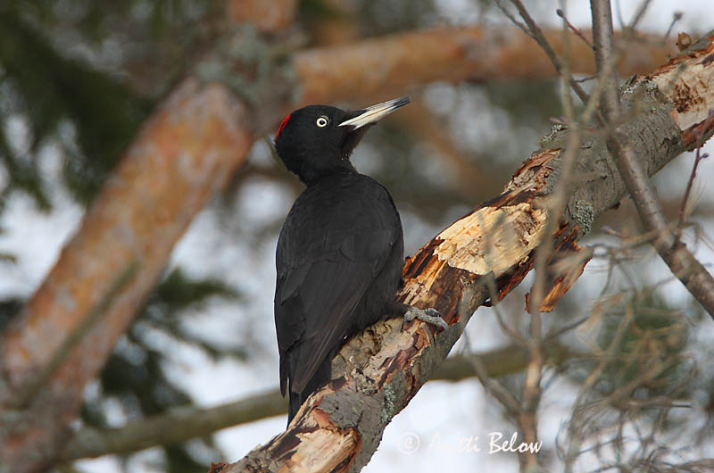 Avainsanat: Picot negre Sortspætte Zwarte specht Black Woodpecker Musträhn Palokärki Pic noir Schwarzspecht Fekete harkály Svartspæta Picchio nero Svartspett Peto-preto Dryocopus martiusPito Negro Spillkråka