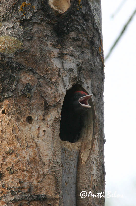 Avainsanat: Picot negre Sortspætte Zwarte specht Black Woodpecker Musträhn Palokärki Pic noir Schwarzspecht Fekete harkály Svartspæta Picchio nero Svartspett Peto-preto Dryocopus martiusPito Negro Spillkråka