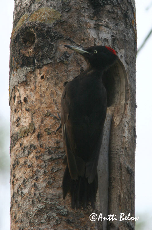 Avainsanat: Picot negre Sortspætte Zwarte specht Black Woodpecker Musträhn Palokärki Pic noir Schwarzspecht Fekete harkály Svartspæta Picchio nero Svartspett Peto-preto Dryocopus martiusPito Negro Spillkråka