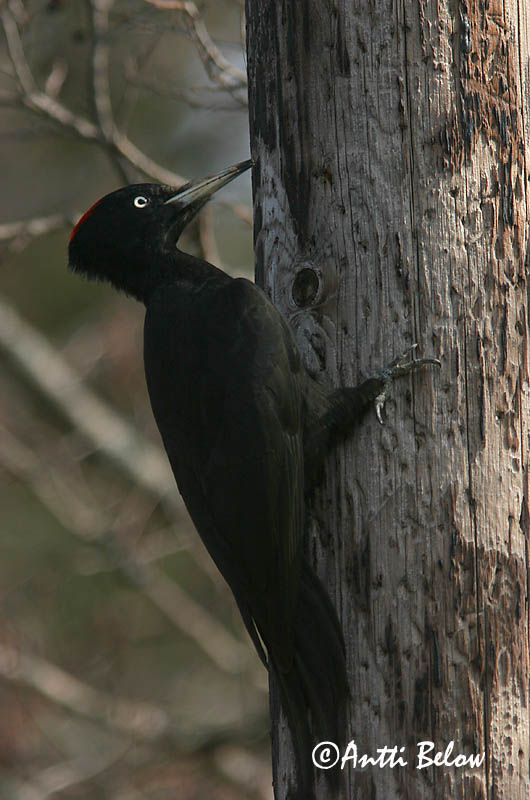 Avainsanat: Picot garser petit Lille flagspætte Kleine bonte specht Lesser Spotted Woodpecker Väike-kirjurähn Pikkutikka Pic épeichette Kleinspecht Kis fakopáncs Stubbspæta Picchio rosso minore Dvergspett Pica-pau-malhado-pequeno Dendrocopos minor Pico Menor Mi