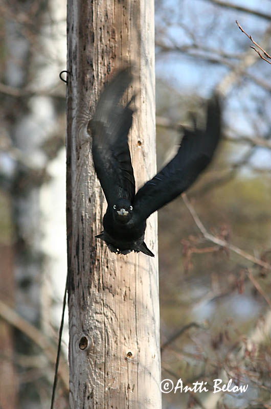 Avainsanat: Picot garser petit Lille flagspætte Kleine bonte specht Lesser Spotted Woodpecker Väike-kirjurähn Pikkutikka Pic épeichette Kleinspecht Kis fakopáncs Stubbspæta Picchio rosso minore Dvergspett Pica-pau-malhado-pequeno Dendrocopos minor Pico Menor Mi