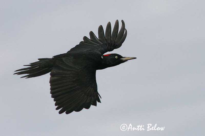 Avainsanat: Picot garser petit Lille flagspætte Kleine bonte specht Lesser Spotted Woodpecker Väike-kirjurähn Pikkutikka Pic épeichette Kleinspecht Kis fakopáncs Stubbspæta Picchio rosso minore Dvergspett Pica-pau-malhado-pequeno Dendrocopos minor Pico Menor Mi