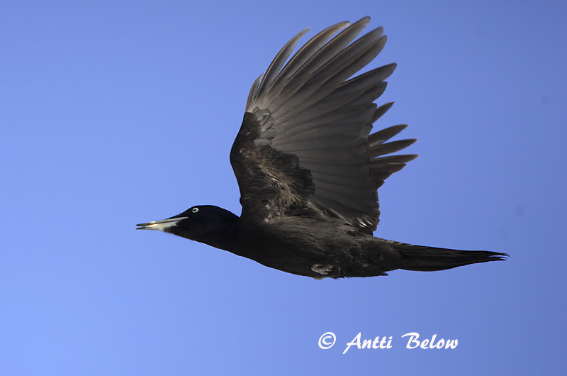Avainsanat: Picot negre Sortspætte Zwarte specht Black Woodpecker Musträhn Palokärki Pic noir Schwarzspecht Fekete harkály Svartspæta Picchio nero Svartspett Peto-preto Dryocopus martiusPito Negro Spillkråka