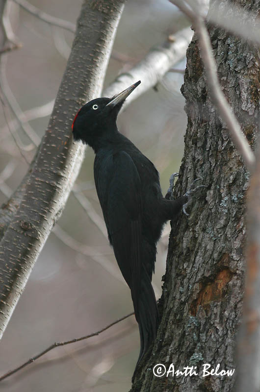 Avainsanat: Picot garser petit Lille flagspætte Kleine bonte specht Lesser Spotted Woodpecker Väike-kirjurähn Pikkutikka Pic épeichette Kleinspecht Kis fakopáncs Stubbspæta Picchio rosso minore Dvergspett Pica-pau-malhado-pequeno Dendrocopos minor Pico Menor Mi