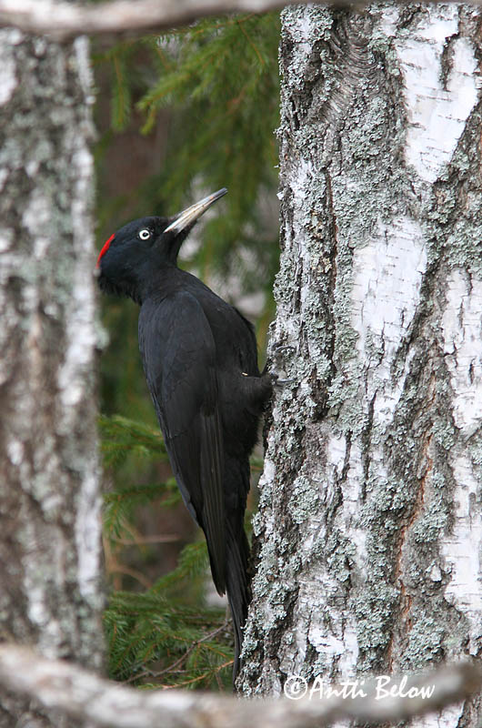 Avainsanat: Picot garser petit Lille flagspætte Kleine bonte specht Lesser Spotted Woodpecker Väike-kirjurähn Pikkutikka Pic épeichette Kleinspecht Kis fakopáncs Stubbspæta Picchio rosso minore Dvergspett Pica-pau-malhado-pequeno Dendrocopos minor Pico Menor Mi