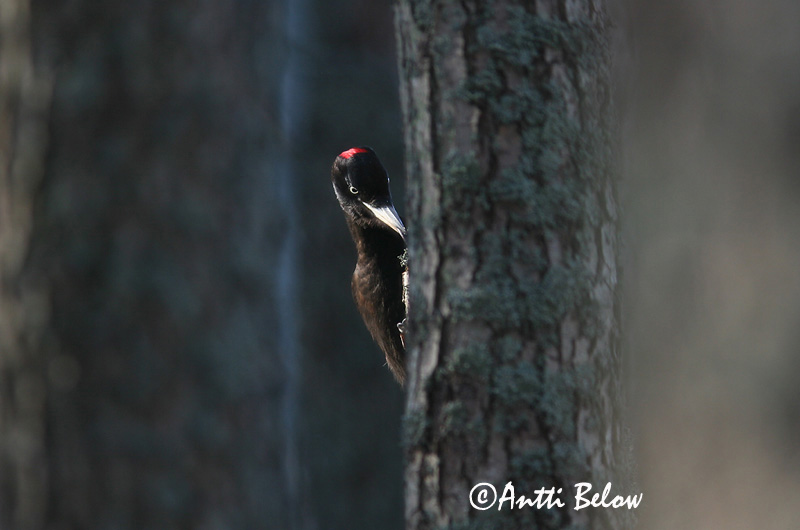 Avainsanat: Picot negre Sortspætte Zwarte specht Black Woodpecker Musträhn Palokärki Pic noir Schwarzspecht Fekete harkály Svartspæta Picchio nero Svartspett Peto-preto Dryocopus martiusPito Negro Spillkråka