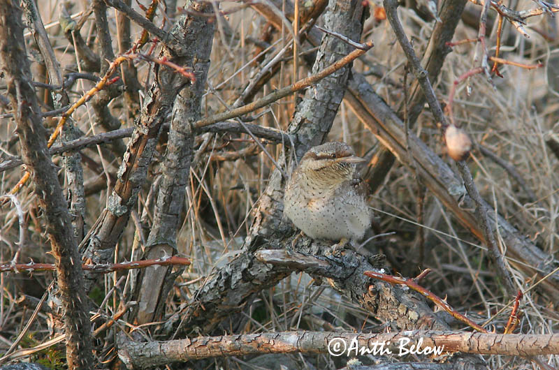 Avainsanat: Colltort Vendehals Draaihals Eurasian Wryneck Väänkael Käenpiika Torcol fourmilier Wendehals Nyaktekercs Gauktíta Torcicollo Vendehals Torcicolo Jynx torquilla Torcecuello Göktyta