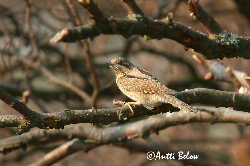 Avainsanat: Colltort Vendehals Draaihals Eurasian Wryneck Väänkael Käenpiika Torcol fourmilier Wendehals Nyaktekercs Gauktíta Torcicollo Vendehals Torcicolo Jynx torquilla Torcecuello Göktyta