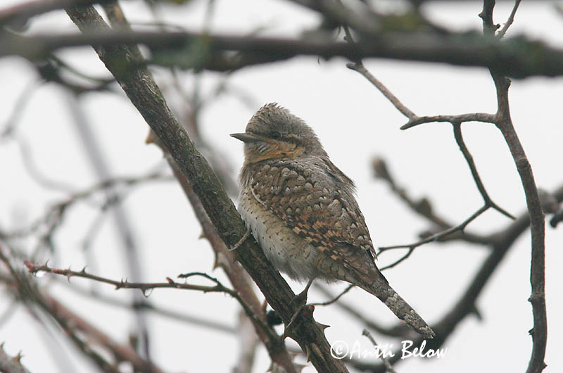 Avainsanat: Colltort Vendehals Draaihals Eurasian Wryneck Väänkael Käenpiika Torcol fourmilier Wendehals Nyaktekercs Gauktíta Torcicollo Vendehals Torcicolo Jynx torquilla Torcecuello Göktyta