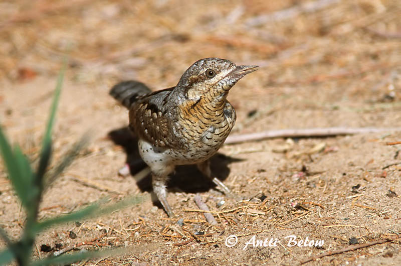 Avainsanat: Colltort Vendehals Draaihals Eurasian Wryneck Väänkael Käenpiika Torcol fourmilier Wendehals Nyaktekercs Gauktíta Torcicollo Vendehals Torcicolo Jynx torquilla Torcecuello Göktyta