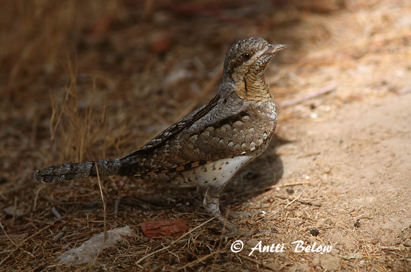 Avainsanat: Colltort Vendehals Draaihals Eurasian Wryneck Väänkael Käenpiika Torcol fourmilier Wendehals Nyaktekercs Gauktíta Torcicollo Vendehals Torcicolo Jynx torquilla Torcecuello Göktyta