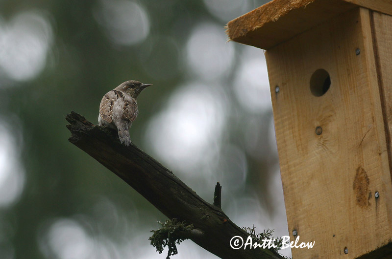 Avainsanat: Colltort Vendehals Draaihals Eurasian Wryneck Väänkael Käenpiika Torcol fourmilier Wendehals Nyaktekercs Gauktíta Torcicollo Vendehals Torcicolo Jynx torquilla Torcecuello Göktyta