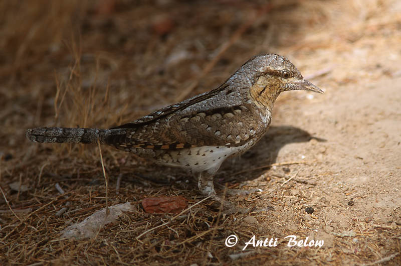 Avainsanat: Colltort Vendehals Draaihals Eurasian Wryneck Väänkael Käenpiika Torcol fourmilier Wendehals Nyaktekercs Gauktíta Torcicollo Vendehals Torcicolo Jynx torquilla Torcecuello Göktyta