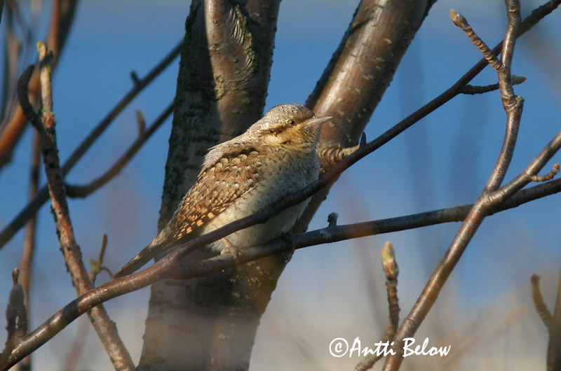 Avainsanat: Colltort Vendehals Draaihals Eurasian Wryneck Väänkael Käenpiika Torcol fourmilier Wendehals Nyaktekercs Gauktíta Torcicollo Vendehals Torcicolo Jynx torquilla Torcecuello Göktyta