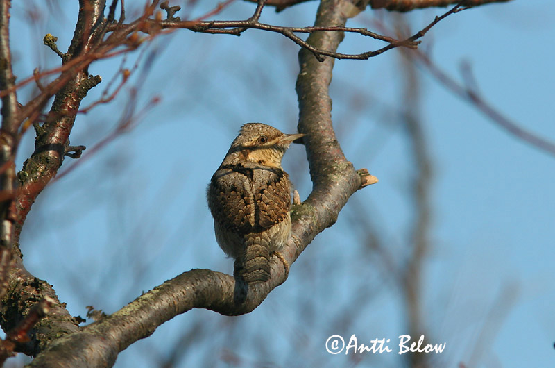 Avainsanat: Colltort Vendehals Draaihals Eurasian Wryneck Väänkael Käenpiika Torcol fourmilier Wendehals Nyaktekercs Gauktíta Torcicollo Vendehals Torcicolo Jynx torquilla Torcecuello Göktyta