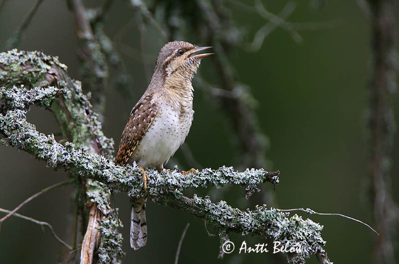 Avainsanat: Colltort Vendehals Draaihals Eurasian Wryneck Väänkael Käenpiika Torcol fourmilier Wendehals Nyaktekercs Gauktíta Torcicollo Vendehals Torcicolo Jynx torquilla Torcecuello Göktyta