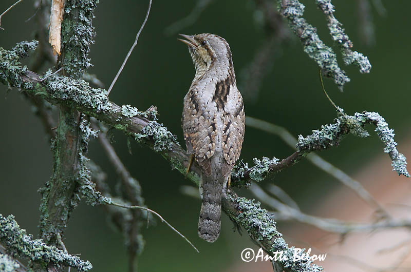 Avainsanat: Colltort Vendehals Draaihals Eurasian Wryneck Väänkael Käenpiika Torcol fourmilier Wendehals Nyaktekercs Gauktíta Torcicollo Vendehals Torcicolo Jynx torquilla Torcecuello Göktyta