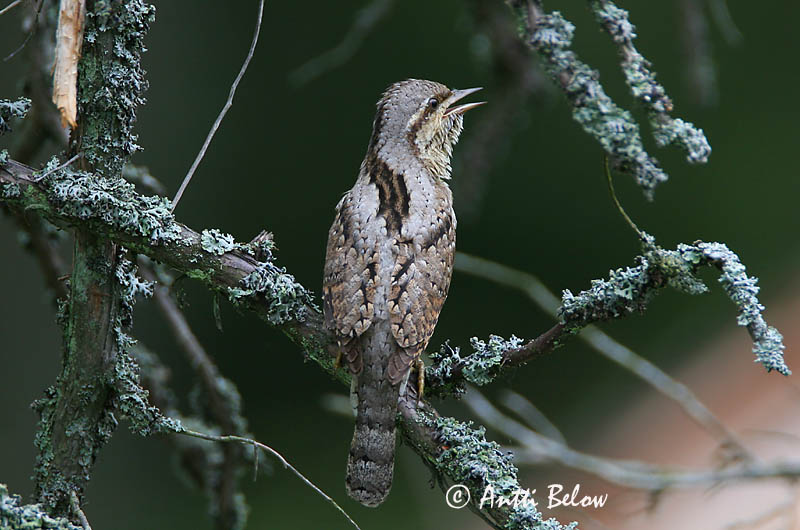 Avainsanat: Colltort Vendehals Draaihals Eurasian Wryneck Väänkael Käenpiika Torcol fourmilier Wendehals Nyaktekercs Gauktíta Torcicollo Vendehals Torcicolo Jynx torquilla Torcecuello Göktyta