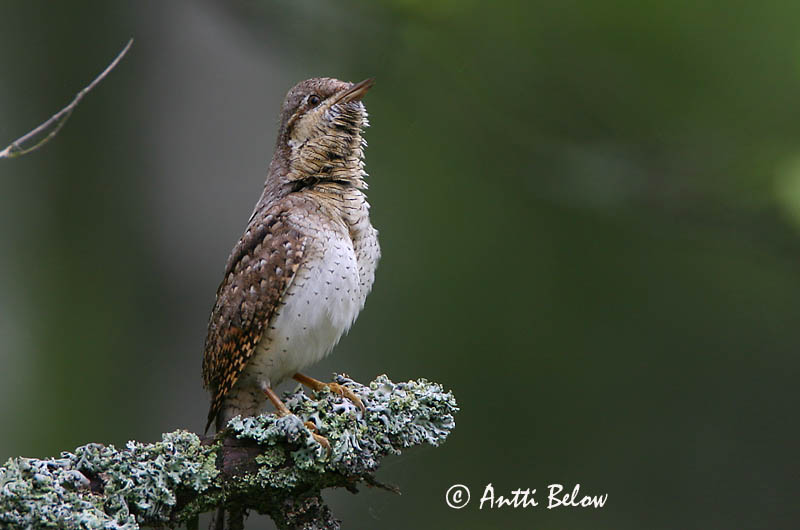Avainsanat: Colltort Vendehals Draaihals Eurasian Wryneck Väänkael Käenpiika Torcol fourmilier Wendehals Nyaktekercs Gauktíta Torcicollo Vendehals Torcicolo Jynx torquilla Torcecuello Göktyta