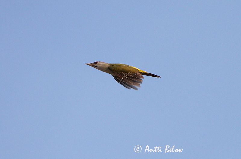 Avainsanat: Gråspætte Grijskopspecht Grey-headed Woodpecker Hallpea-rähn Harmaapäätikka Pic cendré Szürke küllo Gráspæta Gråspett Peto-de-cabeça-cinzenta Picus canus Pito Cano Gråspett