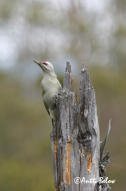 Avainsanat: Gråspætte Grijskopspecht Grey-headed Woodpecker Hallpea-rähn Harmaapäätikka Pic cendré Szürke küllo Gráspæta Gråspett Peto-de-cabeça-cinzenta Picus canus Pito Cano Gråspett