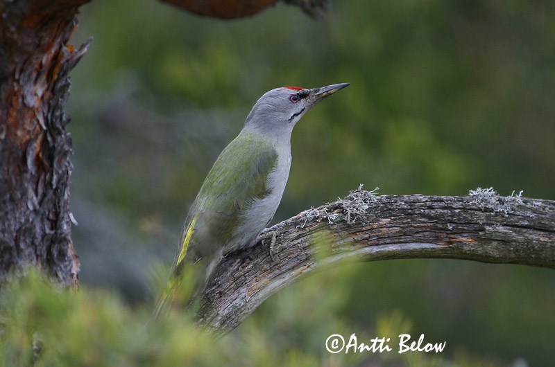 Avainsanat: Gråspætte Grijskopspecht Grey-headed Woodpecker Hallpea-rähn Harmaapäätikka Pic cendré Szürke küllo Gráspæta Gråspett Peto-de-cabeça-cinzenta Picus canus Pito Cano Gråspett
