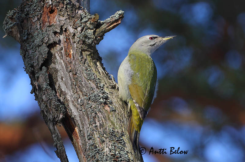 Avainsanat: Gråspætte Grijskopspecht Grey-headed Woodpecker Hallpea-rähn Harmaapäätikka Pic cendré Szürke küllo Gráspæta Gråspett Peto-de-cabeça-cinzenta Picus canus Pito Cano Gråspett