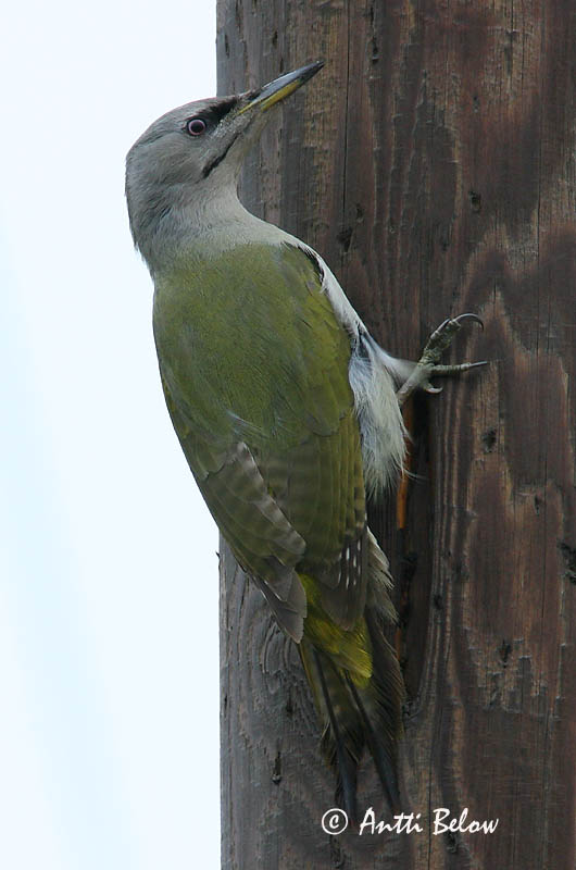 Avainsanat: Gråspætte Grijskopspecht Grey-headed Woodpecker Hallpea-rähn Harmaapäätikka Pic cendré Szürke küllo Gráspæta Gråspett Peto-de-cabeça-cinzenta Picus canus Pito Cano Gråspett