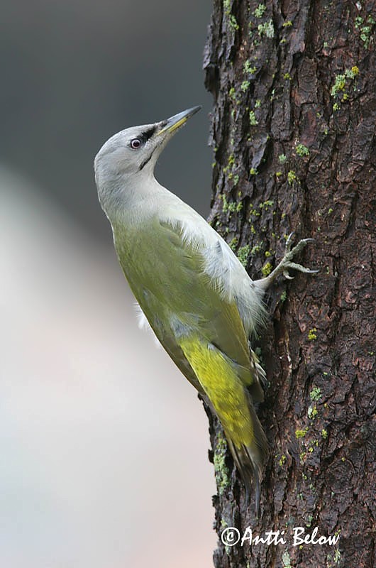 Avainsanat: Gråspætte Grijskopspecht Grey-headed Woodpecker Hallpea-rähn Harmaapäätikka Pic cendré Szürke küllo Gráspæta Gråspett Peto-de-cabeça-cinzenta Picus canus Pito Cano Gråspett