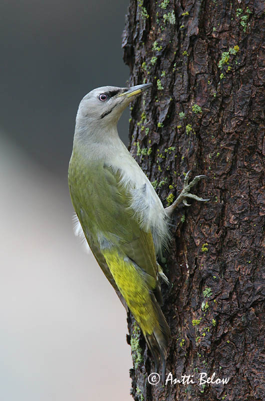 Avainsanat: Gråspætte Grijskopspecht Grey-headed Woodpecker Hallpea-rähn Harmaapäätikka Pic cendré Szürke küllo Gráspæta Gråspett Peto-de-cabeça-cinzenta Picus canus Pito Cano Gråspett