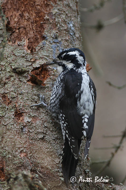 Avainsanat: Tretået spætte Drieteenspecht Three-toed Woodpecker Kolmvarvas-rähn Pohjantikka Pic tridactyle Dreizehenspecht Háromujjú hocsik Barkspæta Tretåspett Pica-pau-tridáctilo Picoides tridactylus Pico Tridáctilo Tretåig hackspett